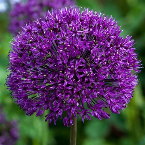 Buy Dutch Garlic Bulbs Allium Hollandicum Purple Sensation £349