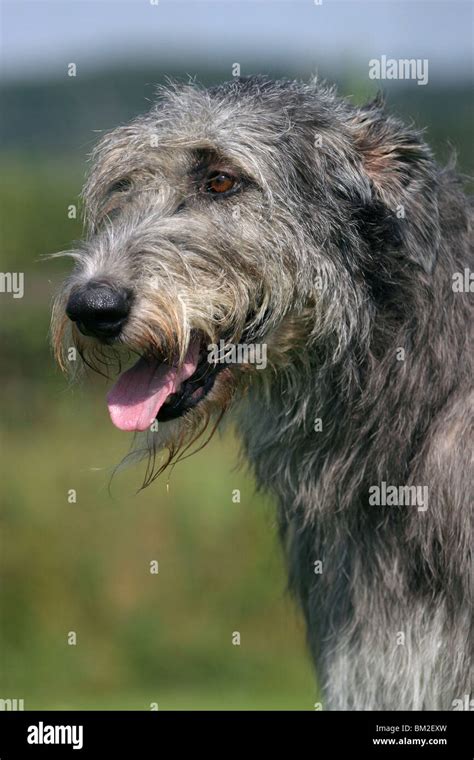Irischer Wolfshund Irish Wolfhound Portrait Stock Photo Alamy