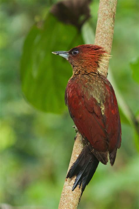 Students from faculty of environmental studies, universiti putra malaysia went to matang mangrove. 195. Banded Woodpecker (Chrysophlegma miniaceum) | found ...