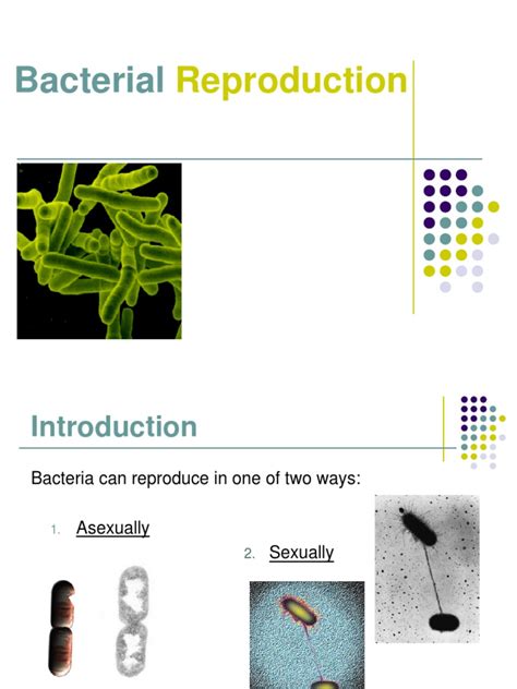 Bacterial Reproduction Sexual Reproduction Bacteria