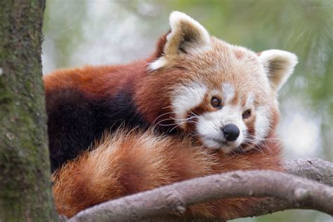 Red Panda A Picture From A Red Panda Sitting In A Tree Cloudtail