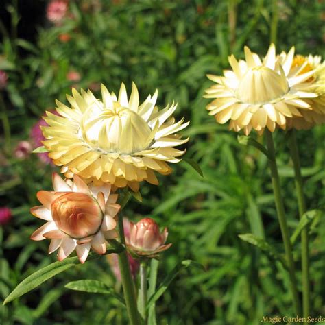 Goldstrohblume / Garten-Strohblume (Xerochrysum bracteatum) Bio