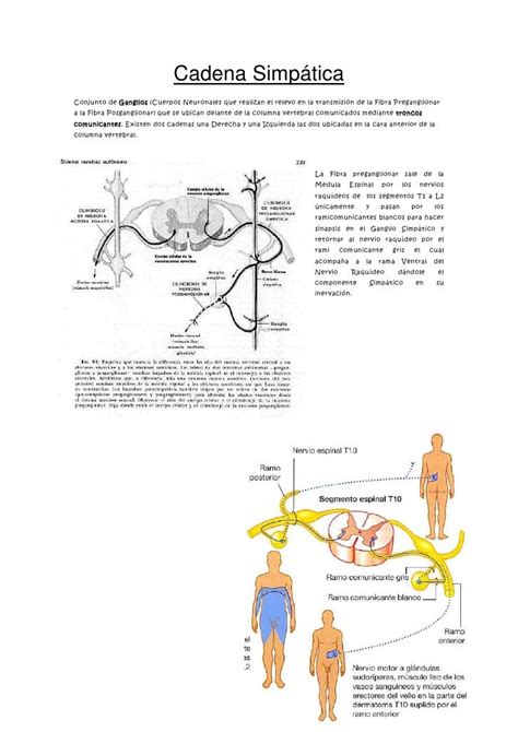 Cadena Simpatica Ganglionar Cervical