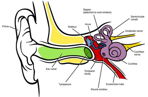 Hearing And Equilibrium Boundless Anatomy And Physiology