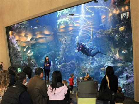 Weekend Road Trip Enjoy A Window Into Local Marine Life At Seattle