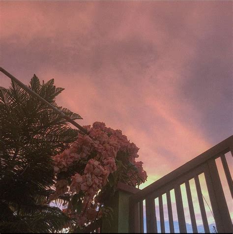 Pink Sky Aesthetic Sky Pine Tree Pink Flowers Dona Luz Mussaenda