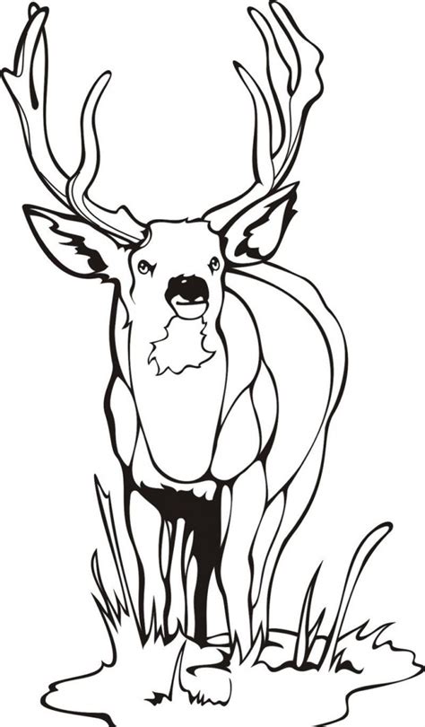 deer coloring pages    print