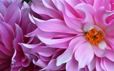 Don't let winter or the dead potted. Desktop Wallpapers - 10 Free HD Flower Wallpaper for Windows8