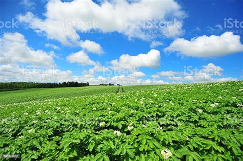 Green Plantation Fields In Biei Hokkaido Japan Stock Photo Download