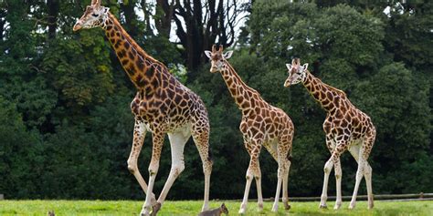 Bulak setro utara no.50c surabaya 60129. Contoh Deskripsi Tentang Jerapah dalam Bahasa Inggris dan Artinya - RuangBelajarBahasaInggris.Com