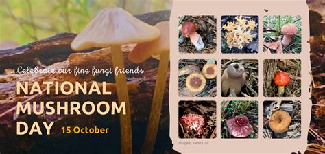 Have A Fungi Friday On National Mushroom Day Wildlife Preservation