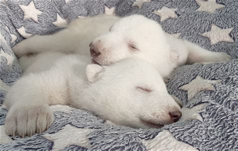 Newborn Baby Polar Bears