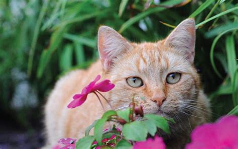 Feline Friendly Gardening Feline Wellness Online