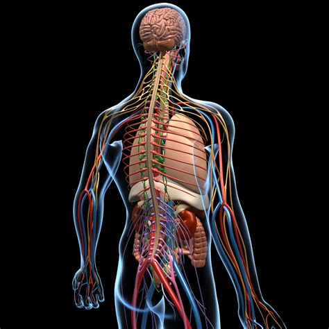 Human Central Nervous System Diagram Nervous System Diagram Exatin