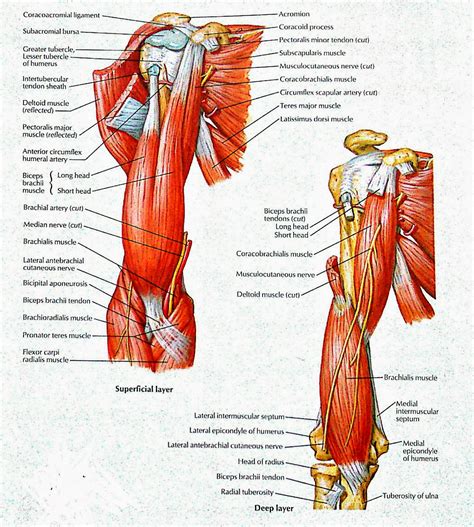 Muscles Of Arm Anterior Views Superficial Deep Layer Visual Anatomy