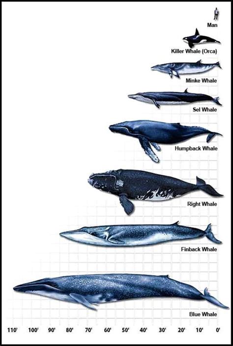 Whales Difference