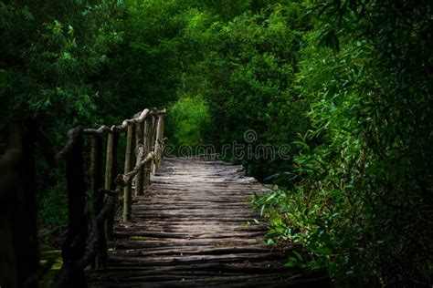 Old Wooden Bridge Over The River In The Forest Stock Image Image Of