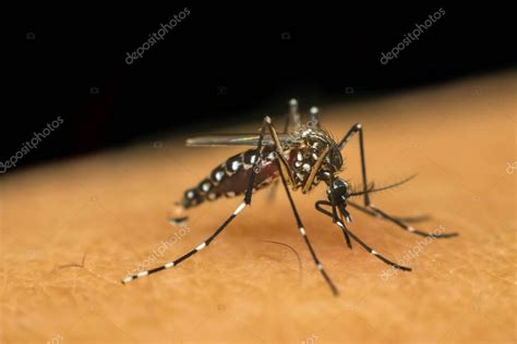 Macro De Mosquito Aedes Aegypti Chupando Sangre 2022
