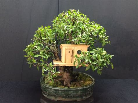 Unlike the original chinese penjing, which utilizes traditional techniques to produce entire natural sceneries in small pots. Bonsai Journeys: Building a Treehouse - Water Oak | Boomhut
