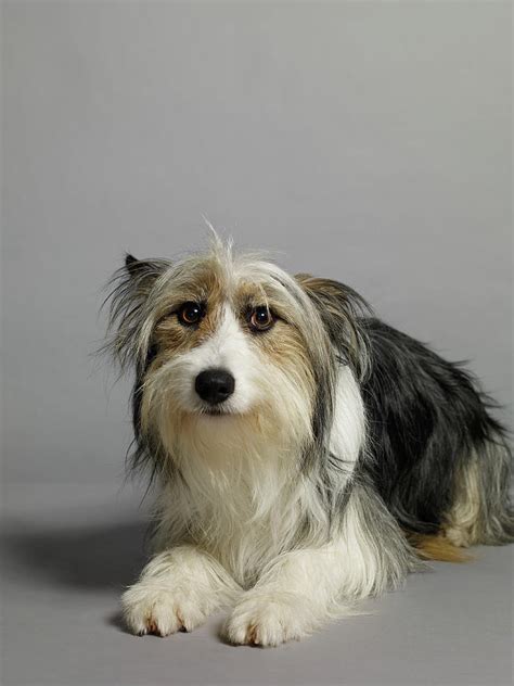 Bearded Collie Cross Photograph By Dan Burn Forti