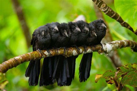 Cuddling And Snuggling To Keep Warm Black Bird Beautiful Birds Bird
