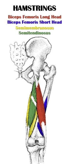 Semimembranosus and semitendinosus apart from the short head of biceps femoris, the muscles share two common features: 302 Found