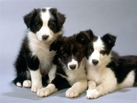 We did not find results for: Border Collie - Best Medium Sized Dog Breeds | Animals | Pinterest | Medium size dogs, Collie ...
