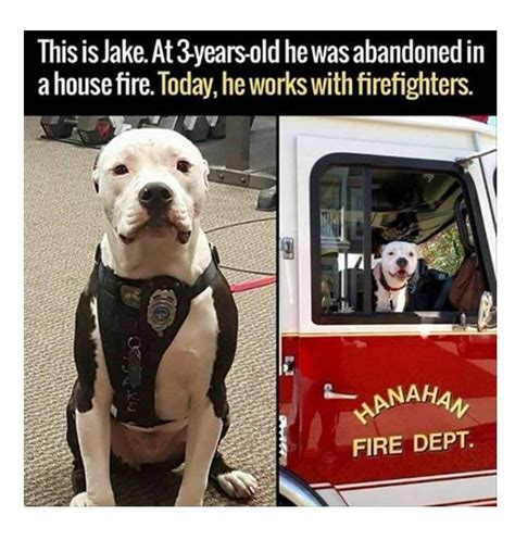 Dog Firefighter Funny Animals I Love Dogs Funny Animal Pictures