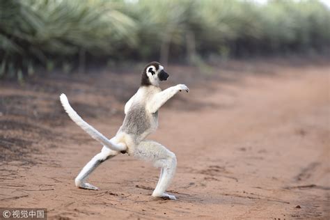 Meet King Julian The Lemur From Madagascar China Plus