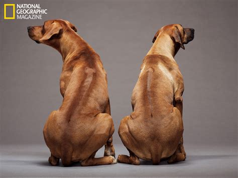 Dogs Dna And Some Really Incredible Pictures