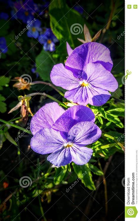 Purple Pansy S Stock Photo Image Of Morning Nature 76340068