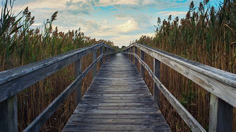 Boardwalk Through Marsh Reeds Wallpaper Backiee