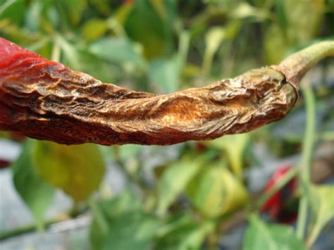 Kondisi parahnya, daun akan menguning dan mulai berguguran di usia dini. SAUNG SUMBERJAMBE: PENYAKIT PATEK (ANTRAKNOSA) PADA CABE ...