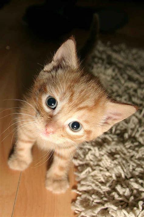 Ginny Kitten Is Cute And Fierce Cats Blonde Cat Harry Potter