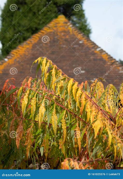 Leaves Of The Sumac Tree Photographed In Autumn In Front Of A Roof With