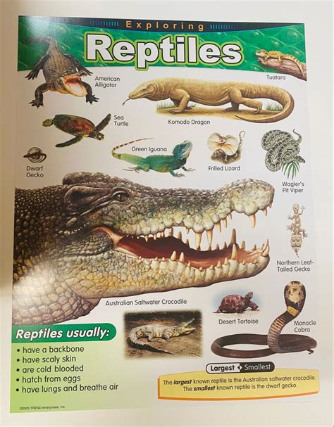 Reptiles Poster Science For Kids Teaching Supplies Arts And Crafts Kits