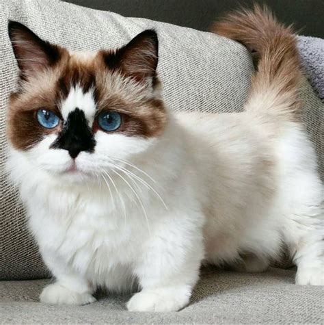 Owning A Munchkin Ragdoll Cat Everything You Need To Know Kitty Devotees