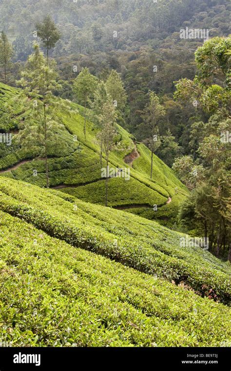 Ceylon Tea Trails Sri Lanka Hi Res Stock Photography And Images Alamy