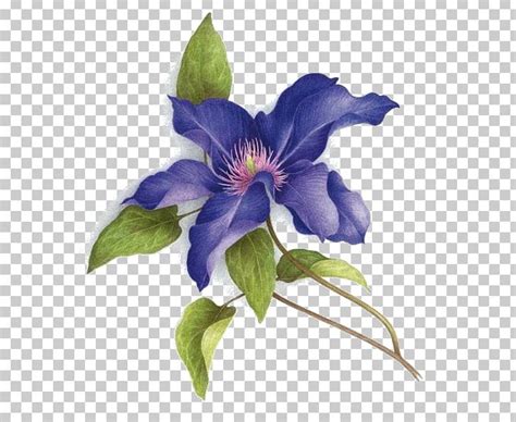 Watercolor Painting Art Botany Png Clipart Art Artist Botanical