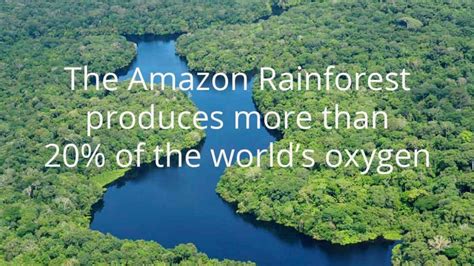 Here’s How You Can Help Save The Amazon Rainforest