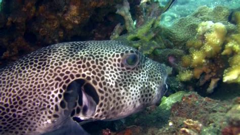 Stellate Puffer Fish In A Coral Reef Arothron Stellatus Red Sea