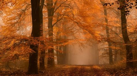 Foggy Day In The Autumn Wallpapers 1280x720 464420