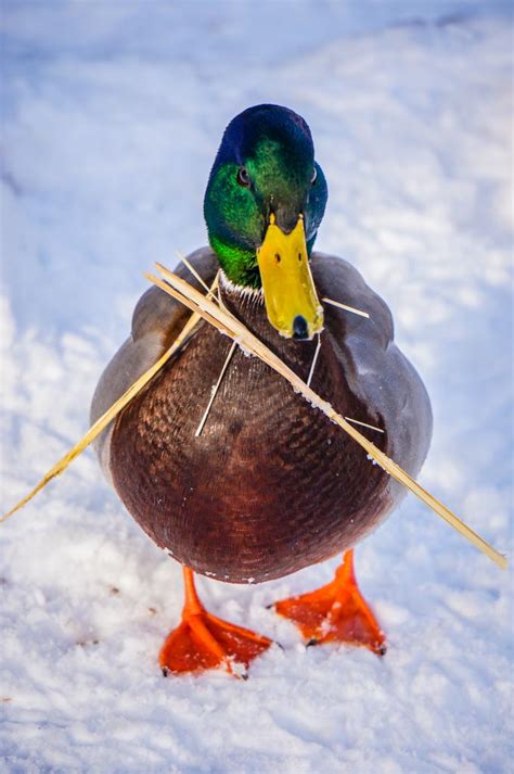 20 Wildlife Photos Best Wildlife Photos North America