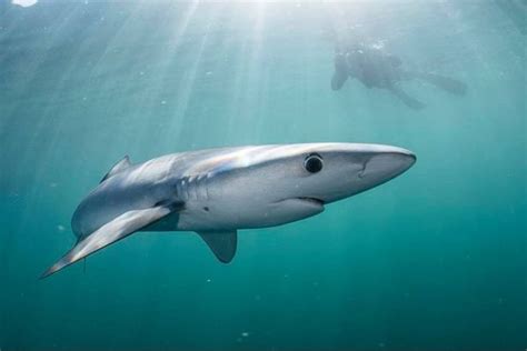 Sharks Swimming Off Cornwall Captured In Stunning Pictures By