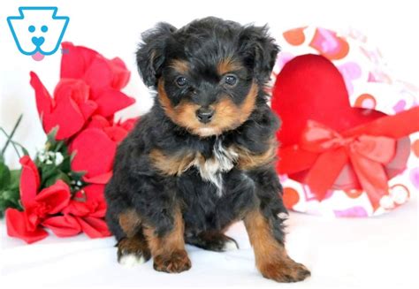 Our aussiedoodle puppies for sale are the best choice for a playful, highly energetic, loving dog who's always excited to spend time with you and keep your. Stanley | Aussiedoodle - Mini Puppy For Sale | Keystone ...