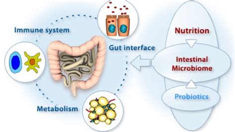 How To Stabilize Samples For Intestinal Microbiome Study English