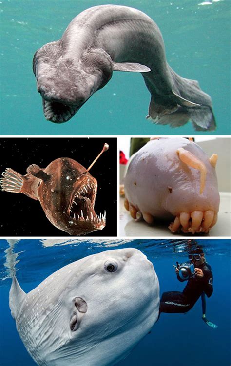 Scary Seas 21 Terrifying Real Life Deep Ocean Creatures Urbanist