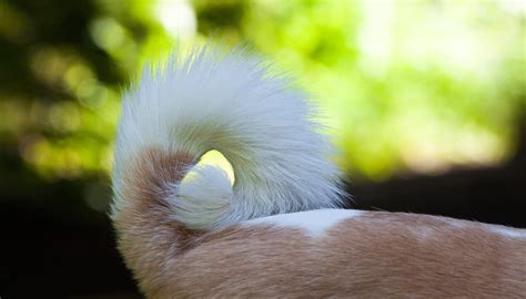Understand Dog Tail Positions And Tail Wagging Pet Expressway For Dogs
