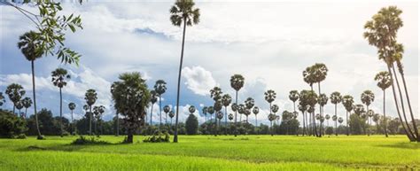 Palm Tree The National Tree Of Cambodia Luxe Voyage Asia