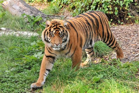 Panthera Tigris Sumatrae Sumatra Tiger Im Zoo Dublin S Flickr